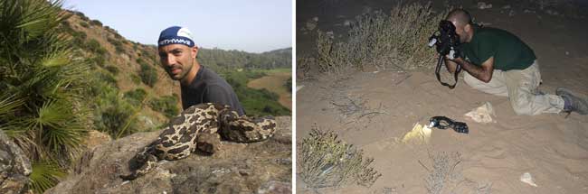 El bicheo de día y de noche es fascinante. 1) En Marruecos con una víbora del Magreb. Fotografía: Octavio Robles Jiménez. 2) En Sáhara fotografiando una culebra bastarda de noche. Fotografía: Baudilio Rebollo