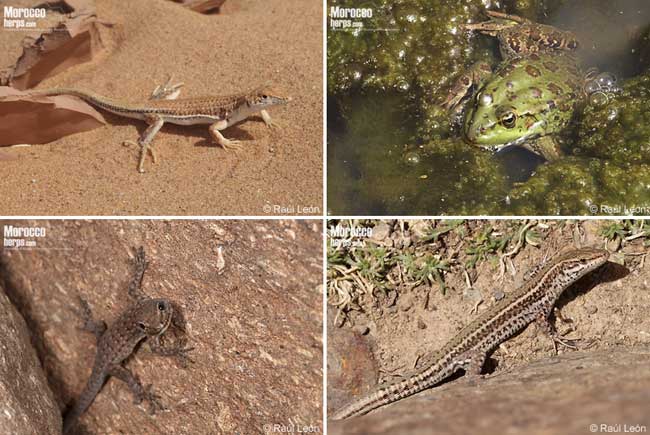 Fotografías de reptiles y anfibios