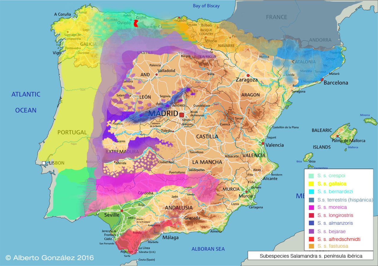 salamandras en españa archivos Herpetología para todos.