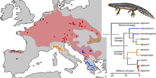 mapa-distribucion-Ichthyosaura-alpestris-Europa