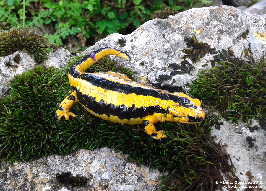 Salamandra común vivípara embarazada de la Sierra de Cuera (Asturias)