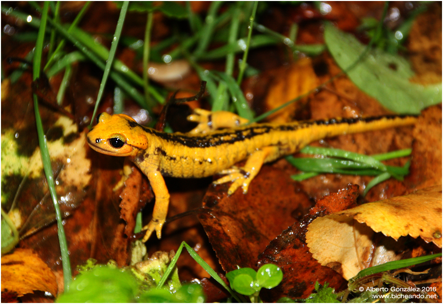 salamandra-salamandra-alfredschmidti primer plano