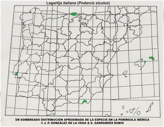 mapa-distribucion-podarcis-sicula-lagartija-italiana
