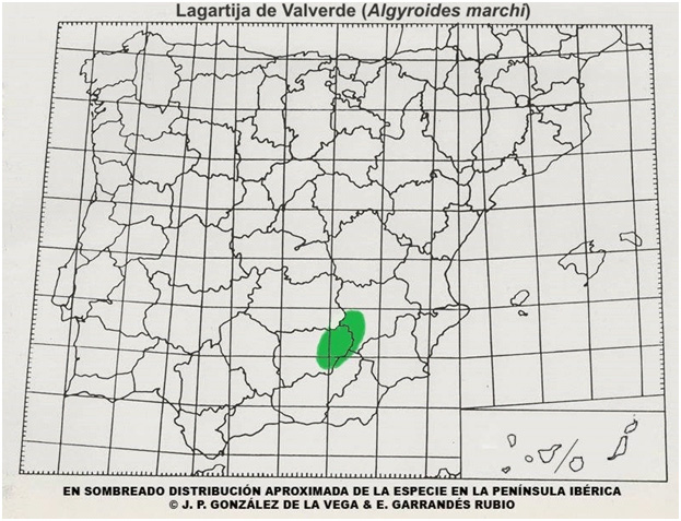 mapa-lagartijas-ibericas-lagartija-coliroja
