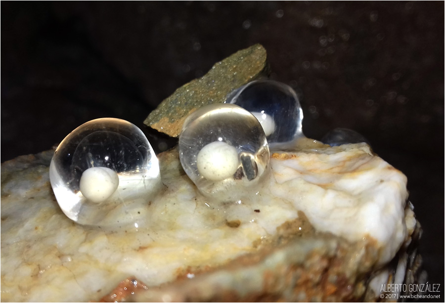 huevos de salamandra rabilarga 