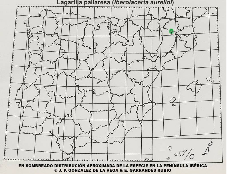 Mapa distribución Lagartija pallaresa (Iberolacerta aurelioi)