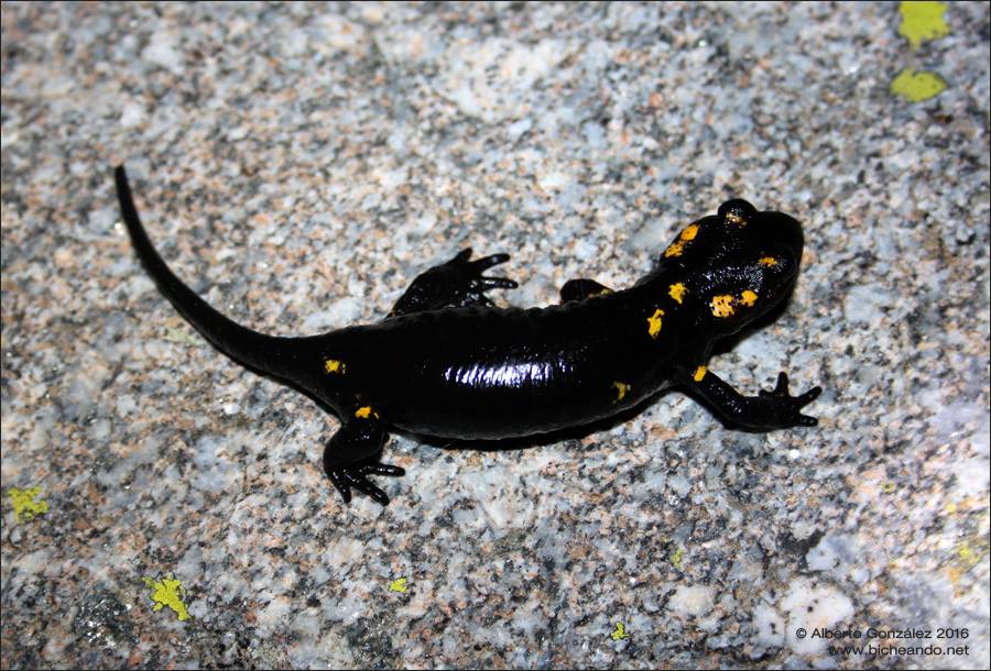 salamandra común melánica