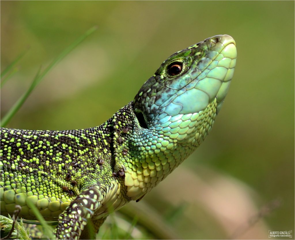 El primer plano a este lagarto verde occidental (lacerta bilineata) hace destacar su garrapatas... 