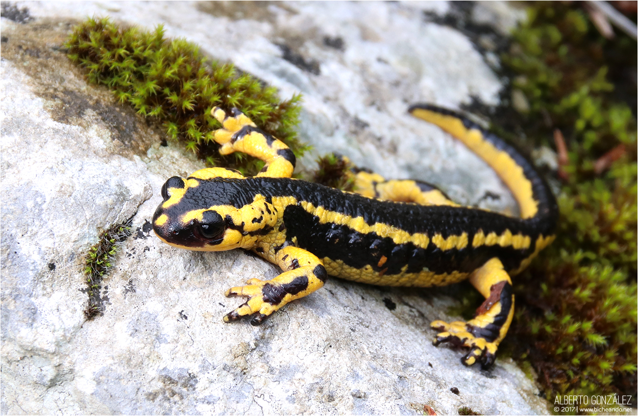 Cuántas subespecies de salamandra común hay en la península ibérica?