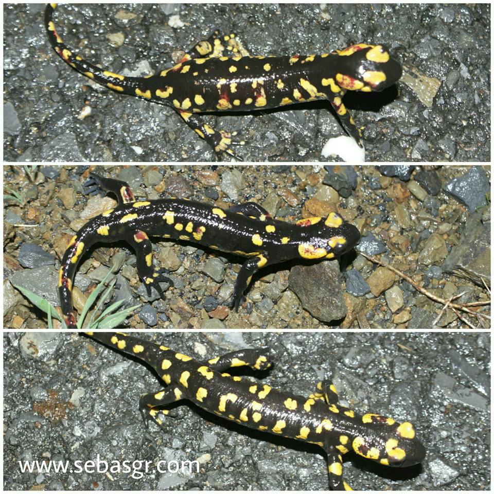salamandra salamandra crespoi huelva
