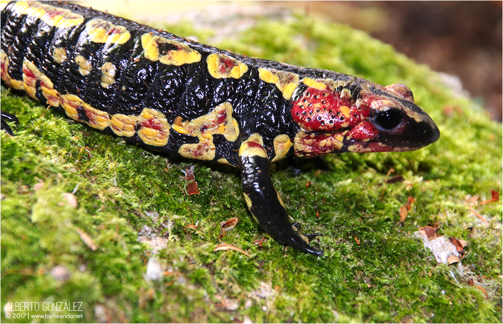 Salamandra común (Salamandra salamandra gallaica)