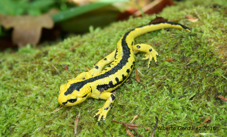 Salamandra (salamandra s. bernardezi) Asturias bicheando