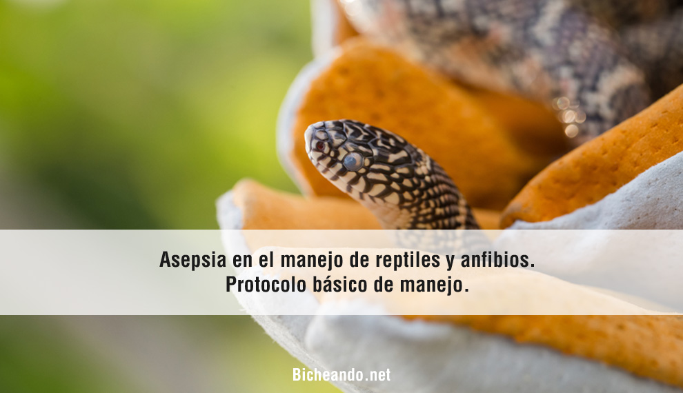 asepsia-reptiles-y-anfibios-portada-bicheando