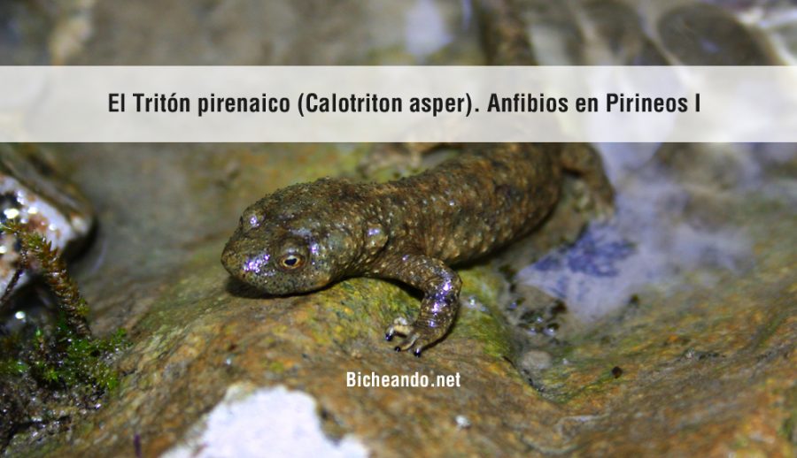 calotriton-asper-triton-pirenaico-portada-bicheando-anfibios-pirineos