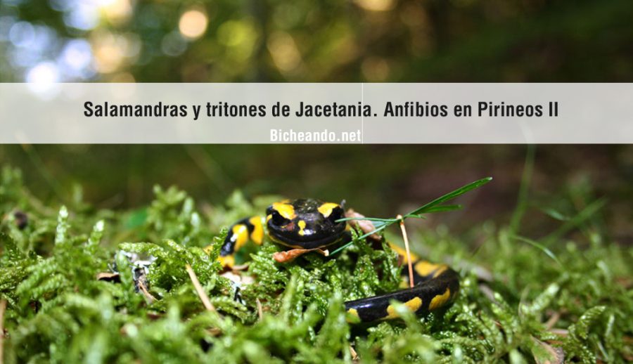 imagen-portada-art-salamandras-en-jacetania