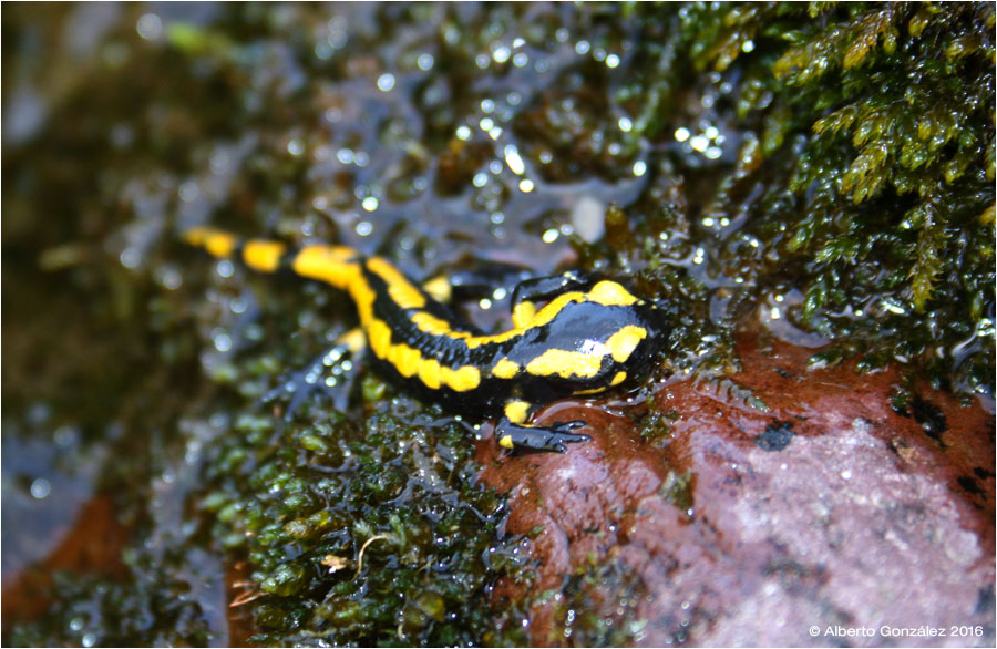 salamandra-fastuosa-anayet-juvenil-23