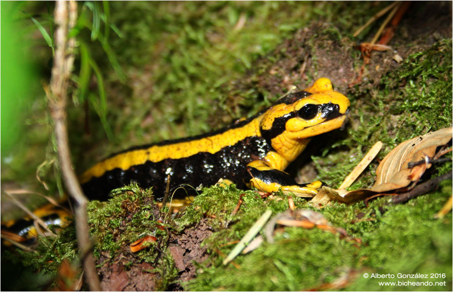 salamandra-fastuosa-selva-de-oza-07