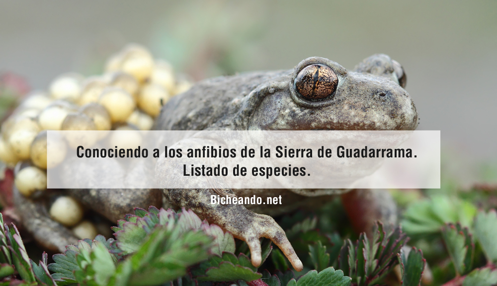 especies-de-anfibios-de-la-sierra-de-guadarrama-2016