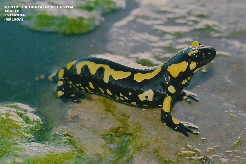 salamandra longirostris