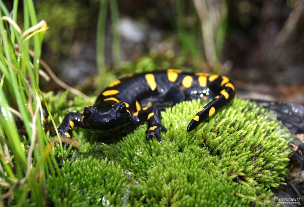 Salamandra común, subespecie "Almanzaris" (Salamandra salamandra almanzoris)