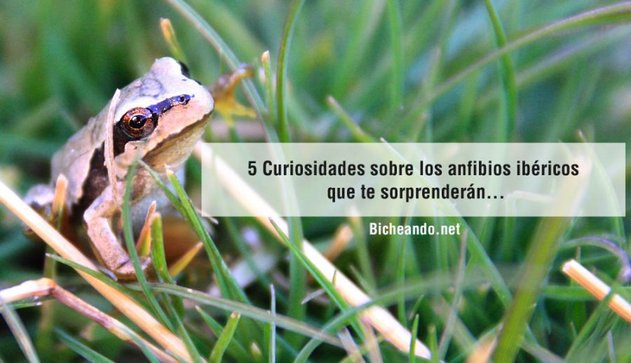 curiosidades-sobre-los-anfibios-ibericos
