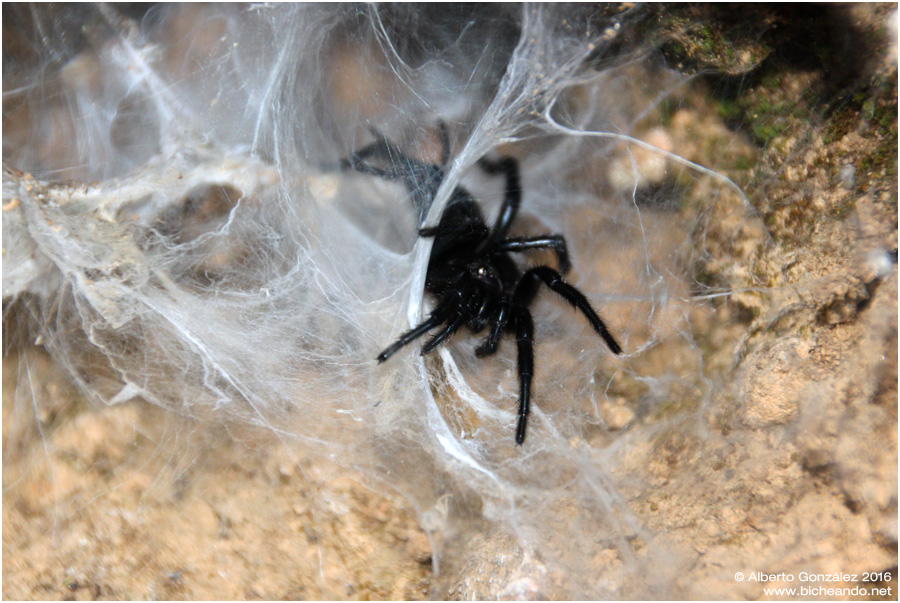 Fotografia de artrópodos, insectos... en Bicheando.net