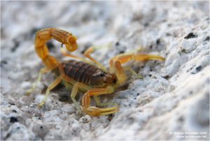 aracran-escorpion-espanol-01