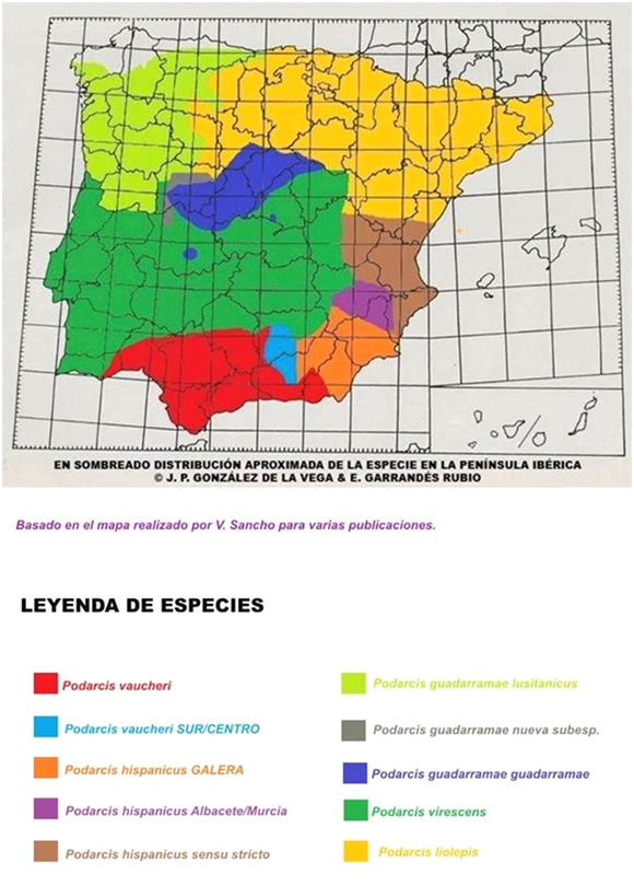 mapa-distribucion-podarcis-peninsula-iberica