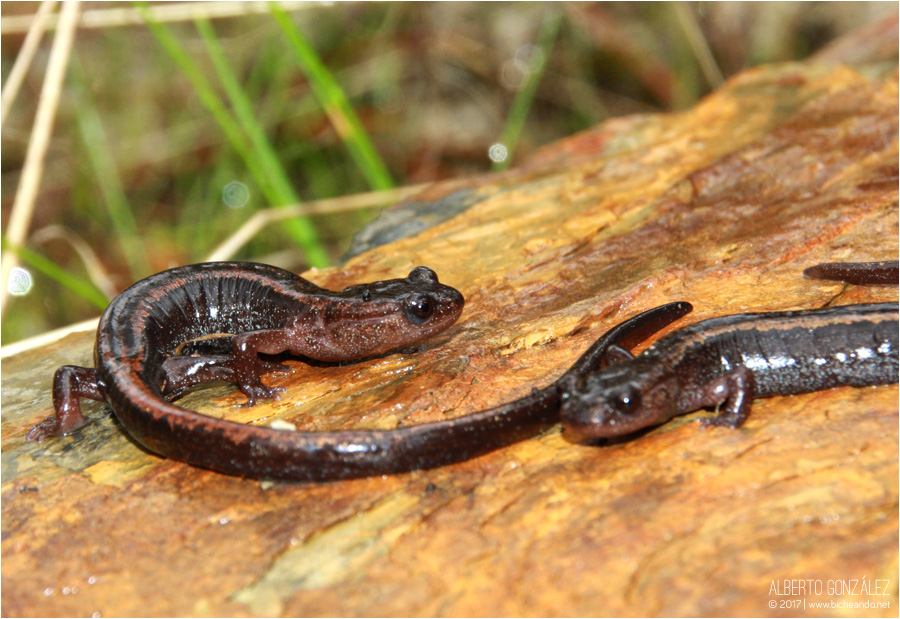 pareja de salamandras rabilargas