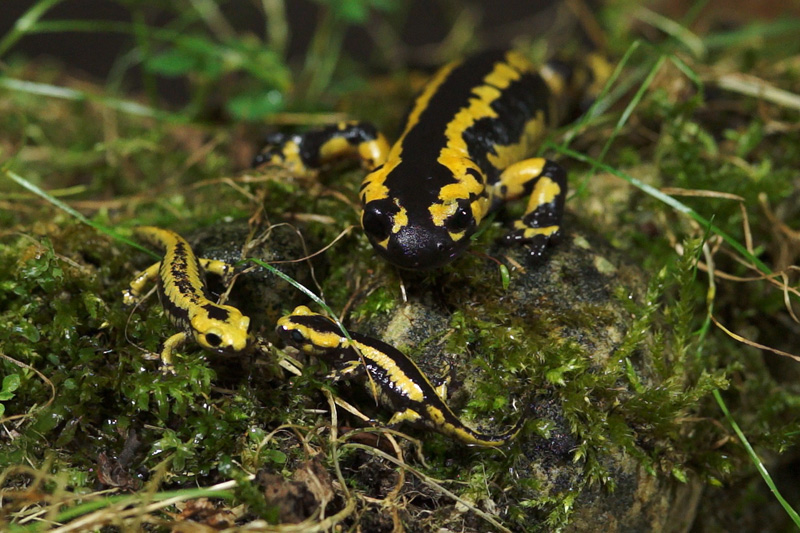 Resultado de imagen para el parto de la salamandra dragones de oviedo