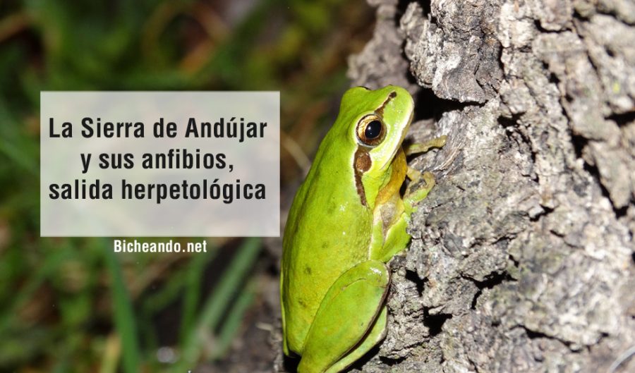 Sierra-de-Andújar-y-sus-anfibios