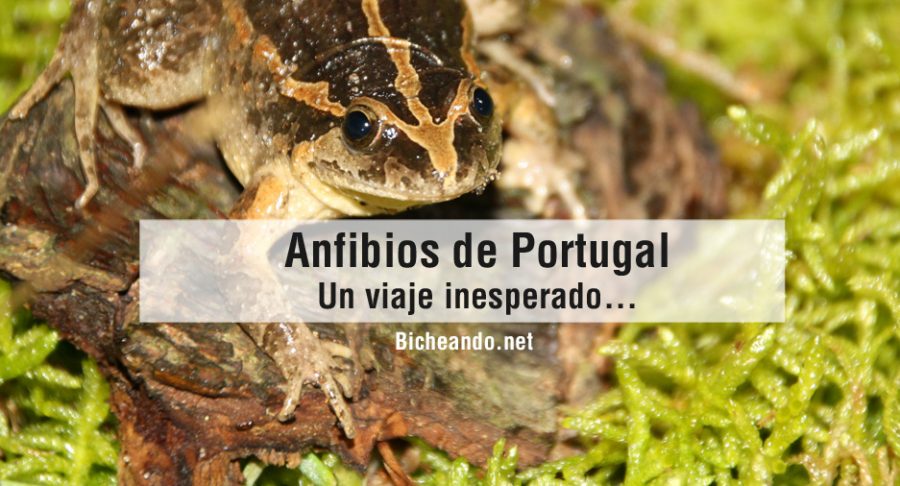 anfibios de portugal