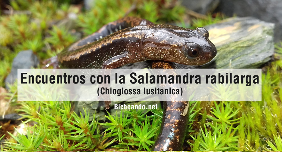 salamandra-rabilarga-chioglossa-lusitanica-portada