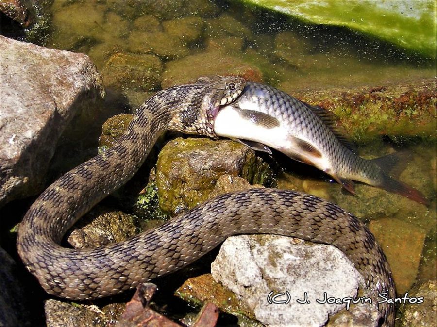 Las culebras de la Península Ibérica. Identificación y distribución