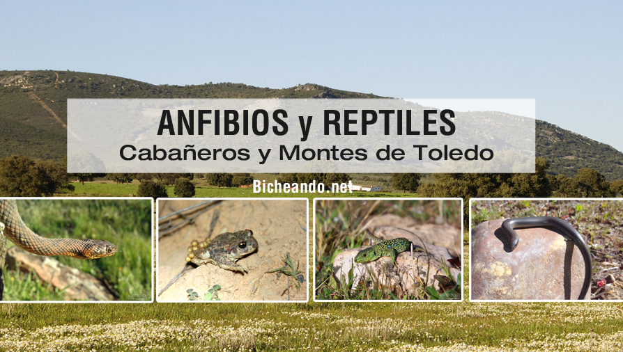 Anfibios y reptiles de Cabañeros y Montes de Toledo