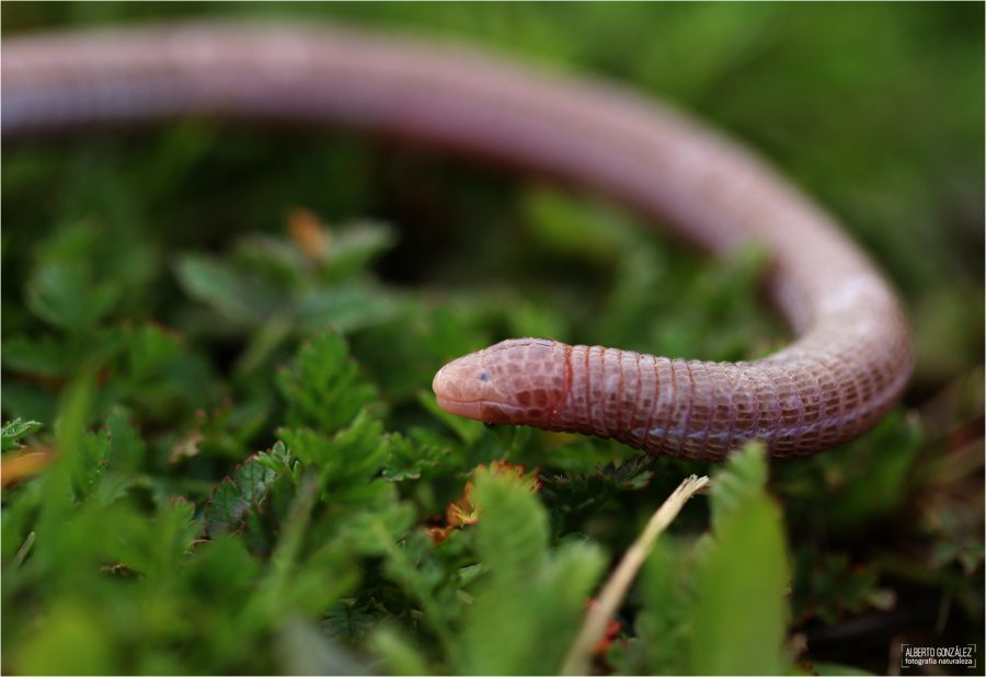 Culebrillas ciegas. Las grandes desconocidas de la herpetofauna ibérica