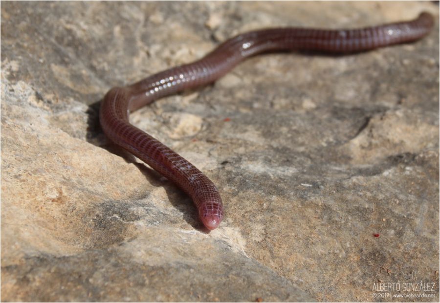 Culebrillas ciegas. Las grandes desconocidas de la herpetofauna ibérica