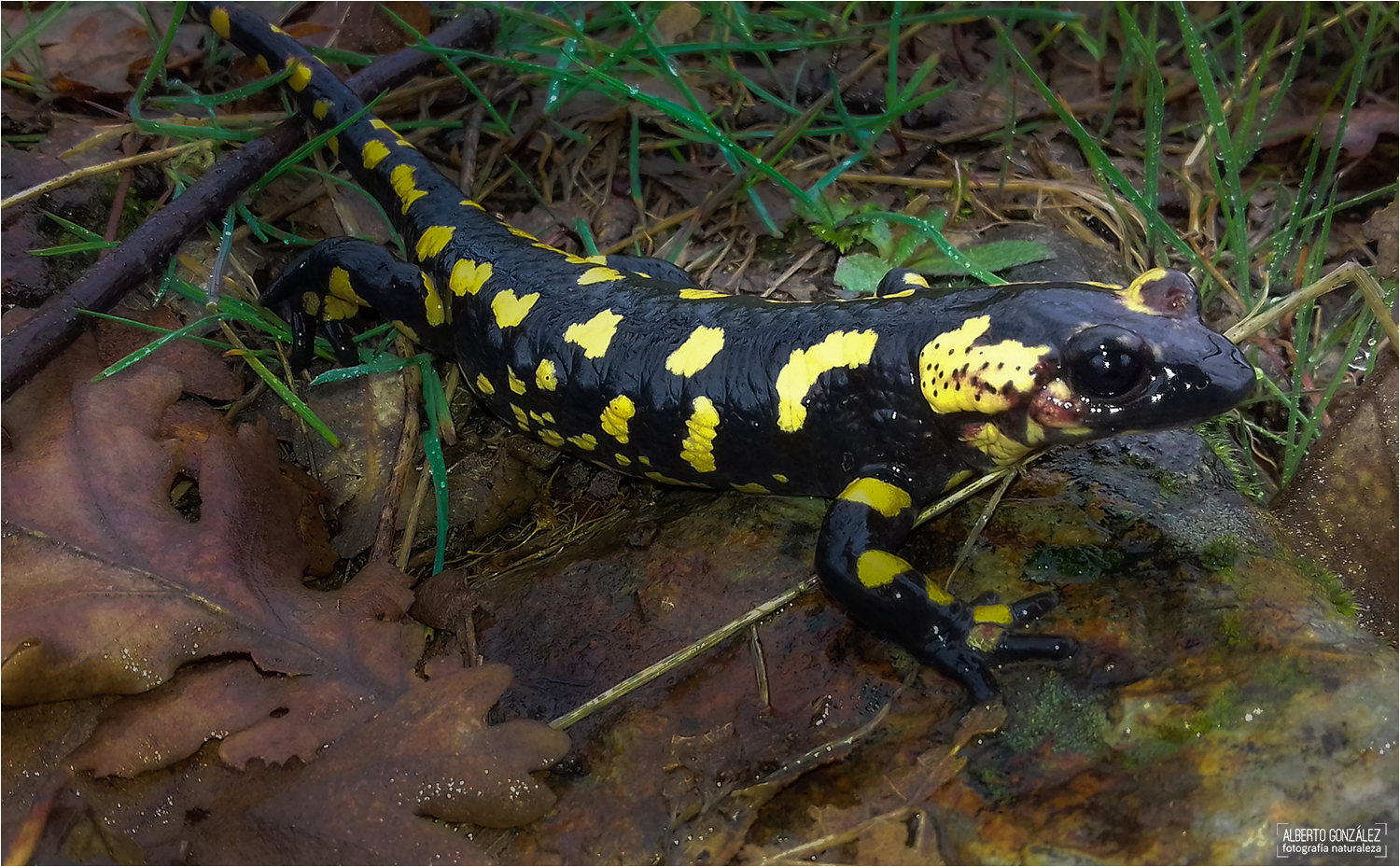 Salamandra s. bejarae en el norte del Parque Nacional de Cabañeros... 