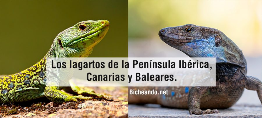 Los lagartos de la península ibérica, canarias y baleares.