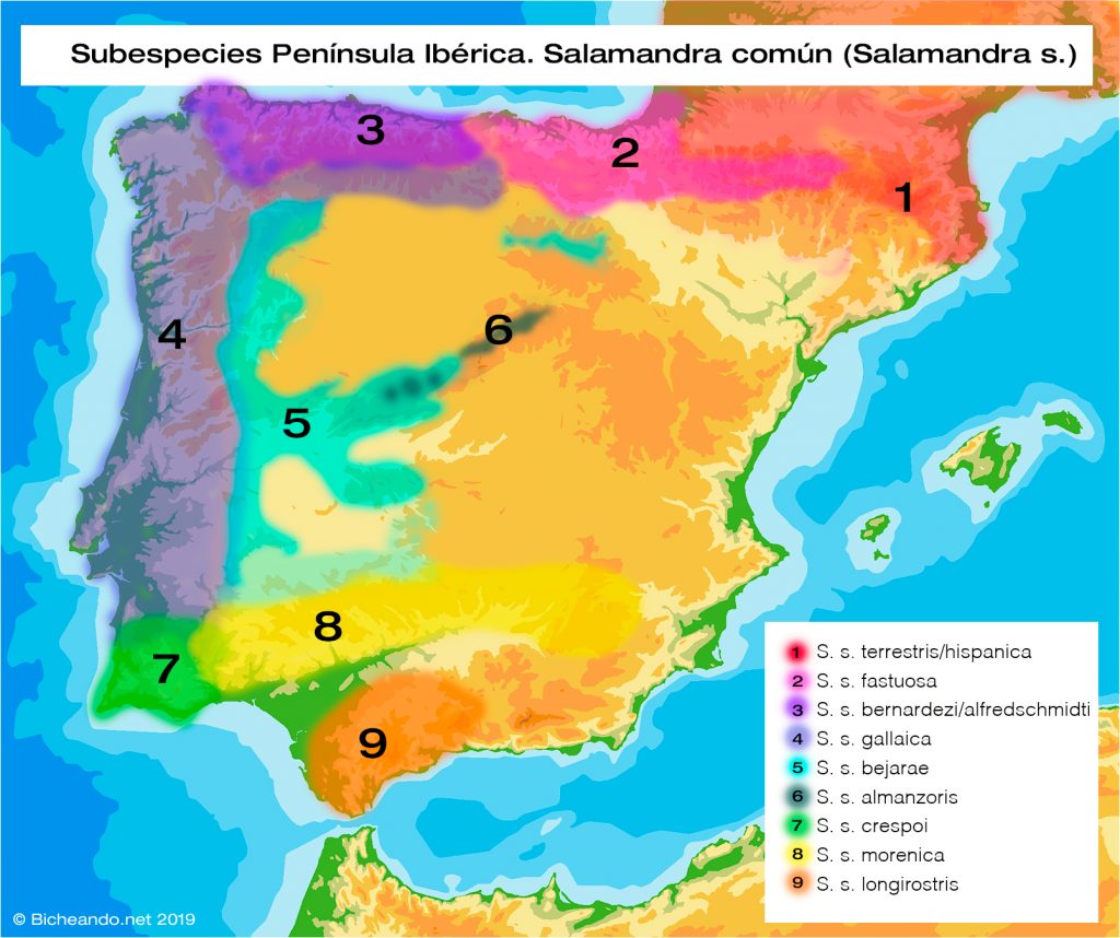 Mapa distribución subespecies salamandra península Ibérica