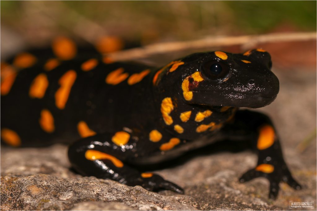 Salamandra salamandra morenica. Murcia. 
