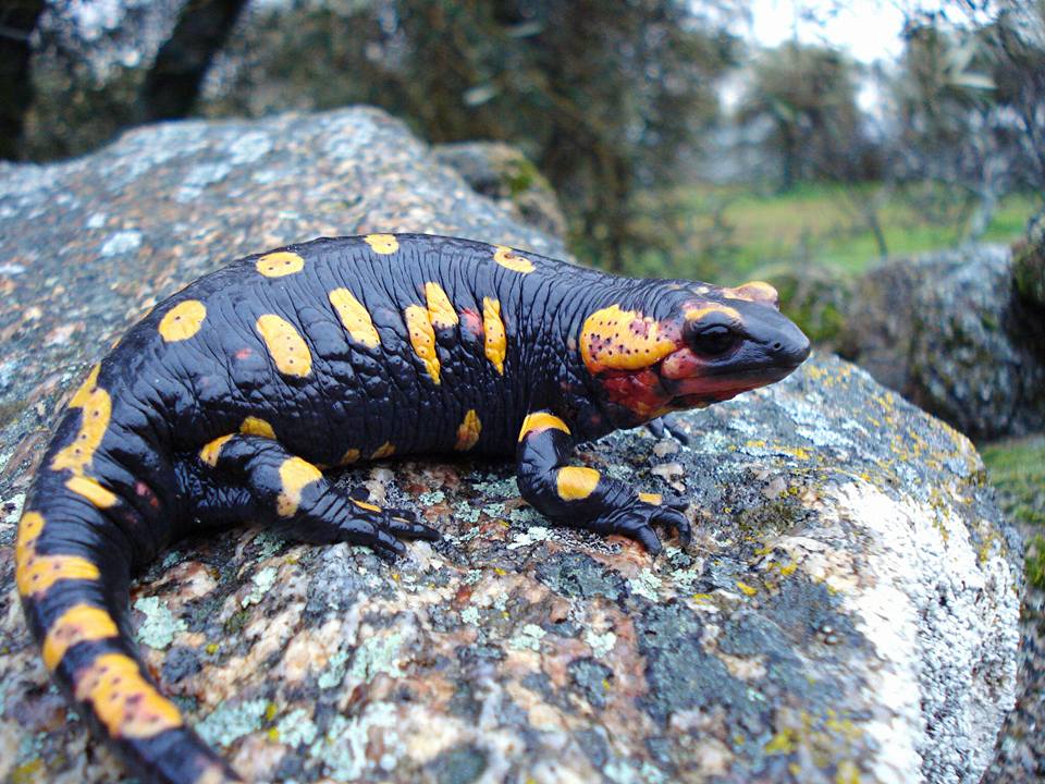 Salamandra salamandra bejarae, Cáceres. Créditos: Rodrigo lópez.