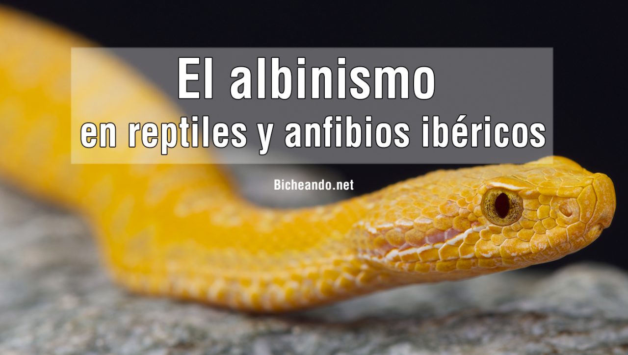 el-albinismo-en-retiles-y-anfibios-ibericos-portada