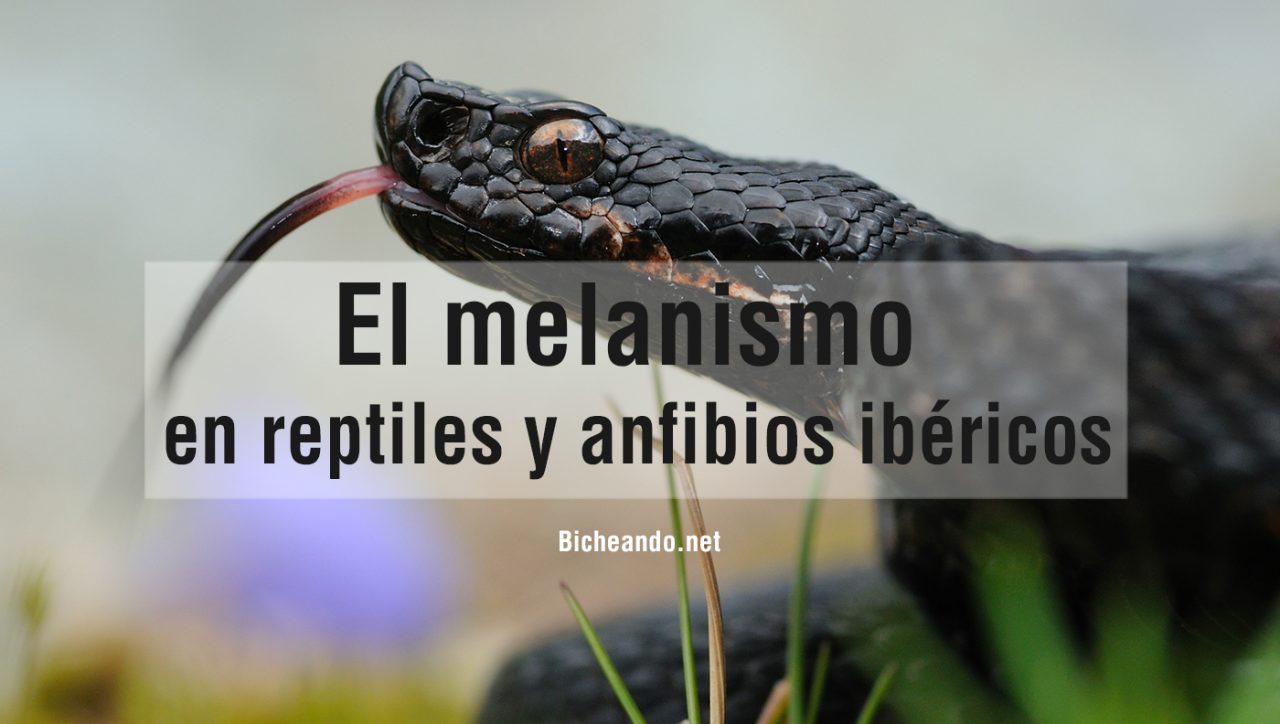 el-melanismo-en-retiles-y-anfibios-ibericos-portada