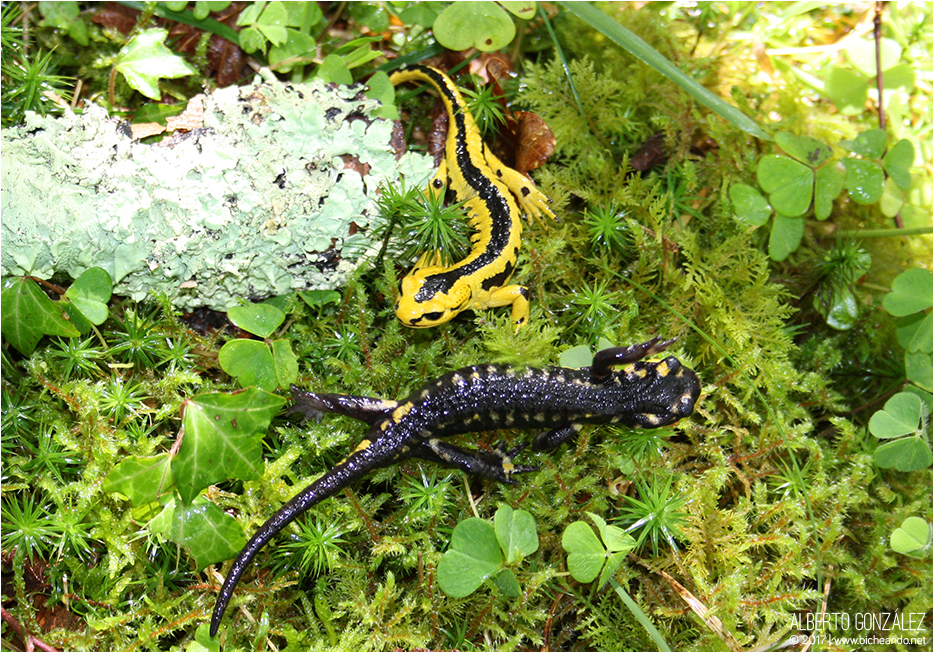 Salamandras comunes (S. s. bernardezi) encontradas en este de Asturias.