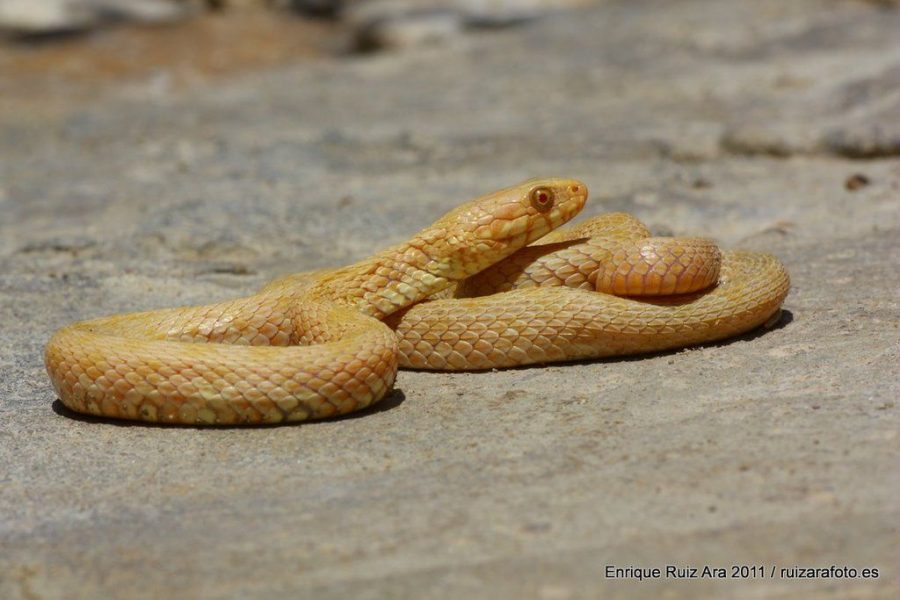 El Albinismo En Reptiles Y Anfibios De La Pen nsula Ib rica ALUCINA el-albinismo-en-reptiles-y-anfibios-de-la-pen-nsula-ib-rica-alucina
