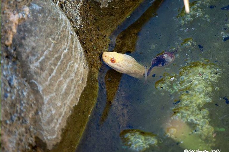 El Albinismo En Reptiles Y Anfibios De La Pen nsula Ib rica ALUCINA el-albinismo-en-reptiles-y-anfibios-de-la-pen-nsula-ib-rica-alucina