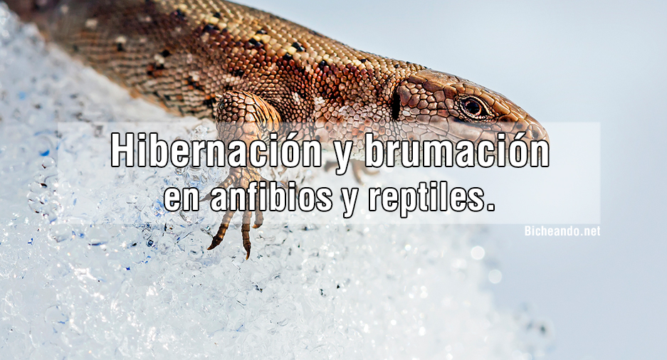 hibernacion-brumacion-anfibios-reptiles-portada-bicheando