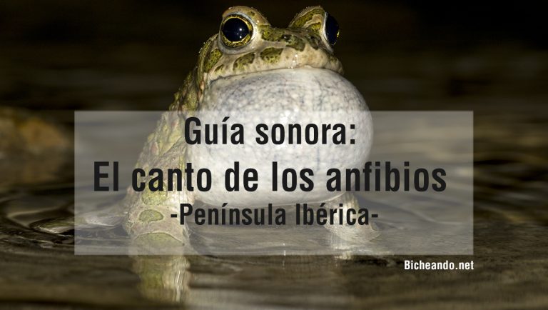 guia-sonora-anfibios-españa-peninsula-iberica-portada