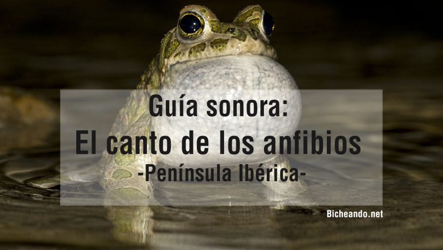 guia-sonora-anfibios-españa-peninsula-iberica-portada